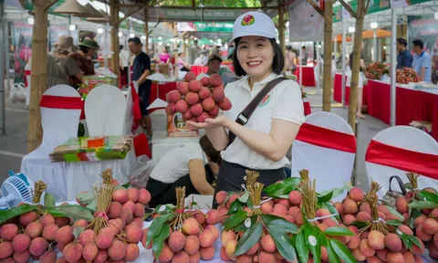 Early Ripened Lychee Harvest Season in Phù Cừ